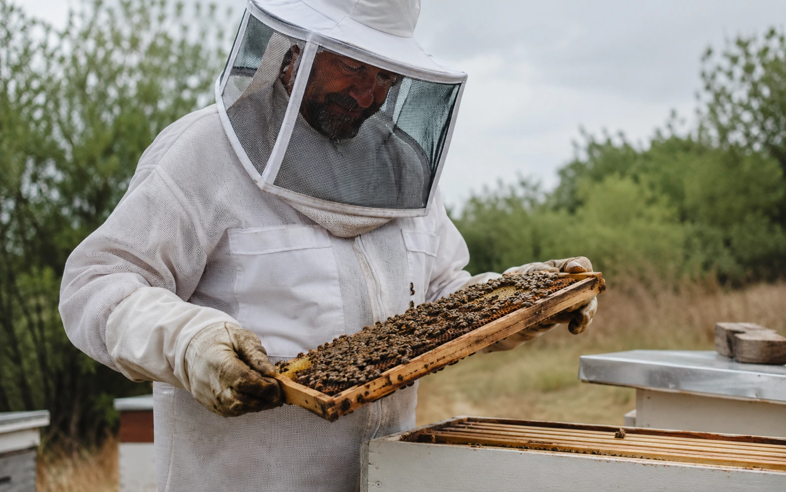 Desde el panal hasta el frasco: qué evalúa sensorialmente el productor antes de que la miel llegue a tu casa